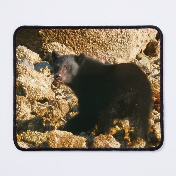 Item preview, Stare Bear — Tofino Coast, BC designed and sold by Fourpointstudio.