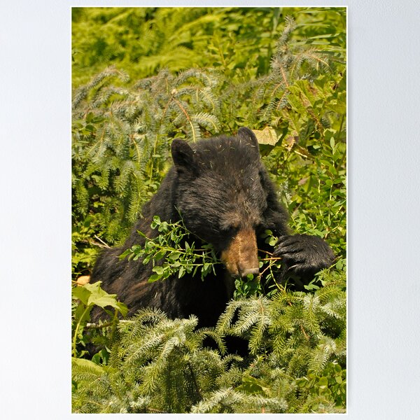 Item preview, Meal Time - Black Bear designed and sold by Barbara Burkhardt.