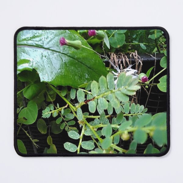 Item preview, Cozy Life designed and sold by Anti-Catfish.