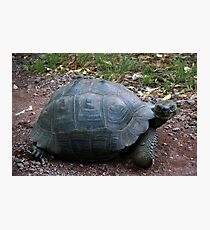 Curious Giant Galapagos Tortoise Photographic Print