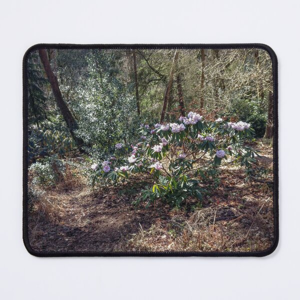 Item preview, Kelling Heath Azalea designed and sold by Jim Key.