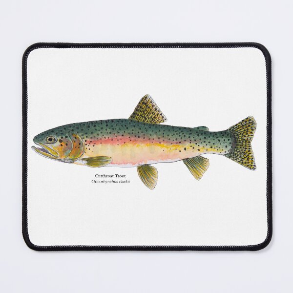 Item preview, Cutthroat Trout Painting designed and sold by Stephen Emms.