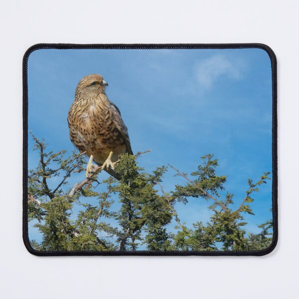 Item preview, A Greater Kestrel Searches for Dinner designed and sold by Kay Brewer.