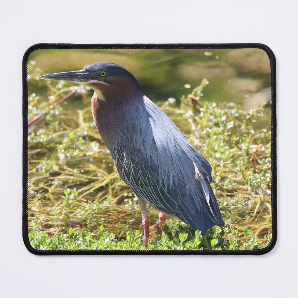 Item preview, Green heron standing in some floating plants  designed and sold by WolfRaven Creations.
