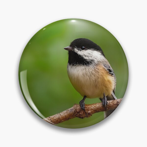 Item preview, Black-Capped Chickadee, Prince George BC – Songbird of the Northern Forests designed and sold by Fourpointstudio.