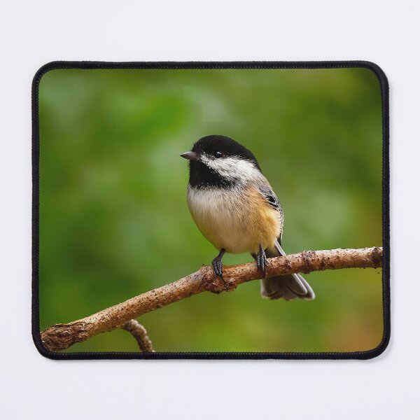 Item preview, Black-Capped Chickadee, Prince George BC – Songbird of the Northern Forests designed and sold by Fourpointstudio.