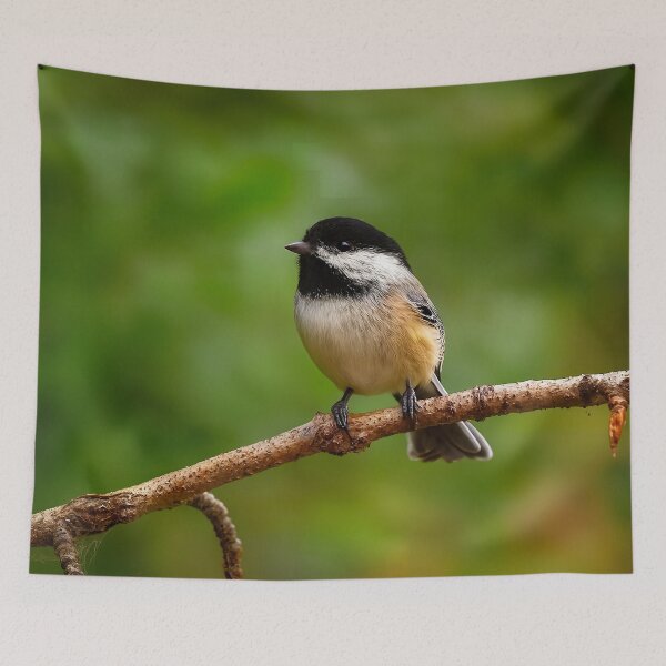 Item preview, Black-Capped Chickadee, Prince George BC – Songbird of the Northern Forests designed and sold by Fourpointstudio.