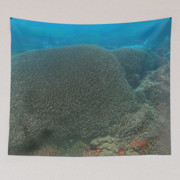Item preview, Massive Coral Dome, Nusa Lembongan Indonesia designed and sold by Fourpointstudio.