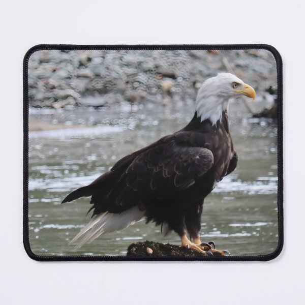 Item preview, Bald Eagle in Forest Light, Port Hardy BC designed and sold by Fourpointstudio.
