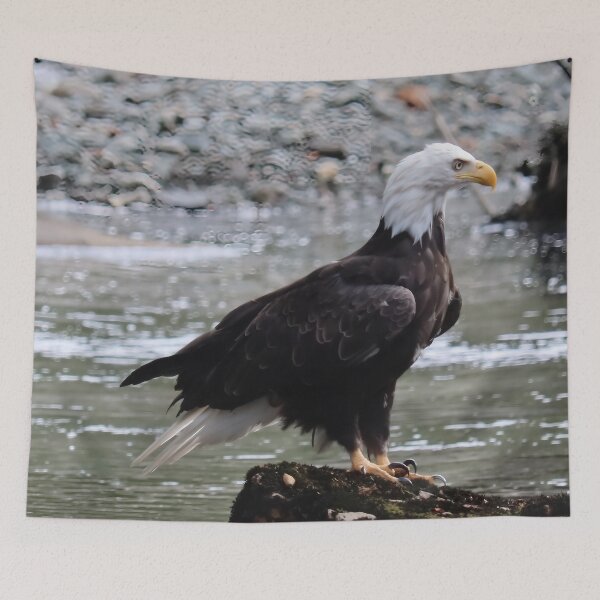 Item preview, Bald Eagle in Forest Light, Port Hardy BC designed and sold by Fourpointstudio.