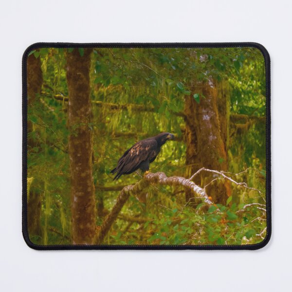 Item preview, Perched Golden Eagle, Northern Vancouver Island BC designed and sold by Fourpointstudio.