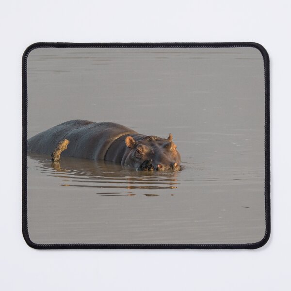 Item preview, Quiet Giant — Hippo at Dusk, Okavango Delta, Botswana designed and sold by DavideAntoniani.