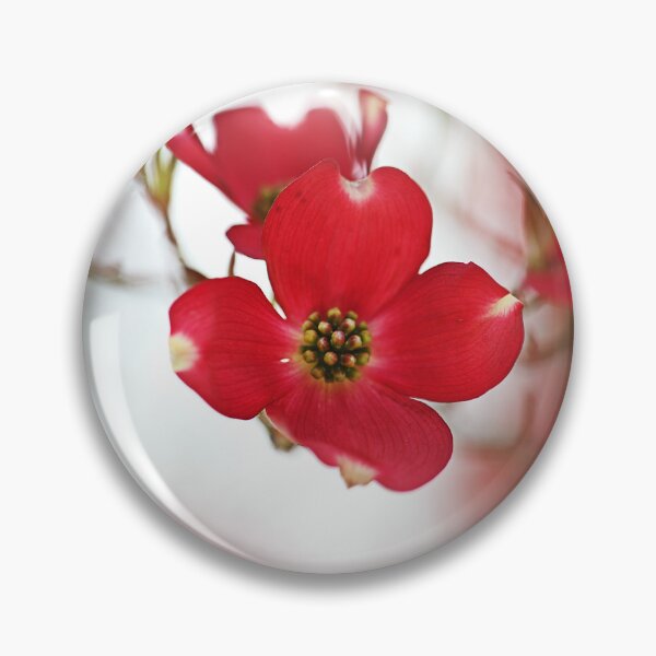 Item preview, Vibrant And Red Dogwood Blossoms designed and sold by Joy Watson - Natural Light Photography .