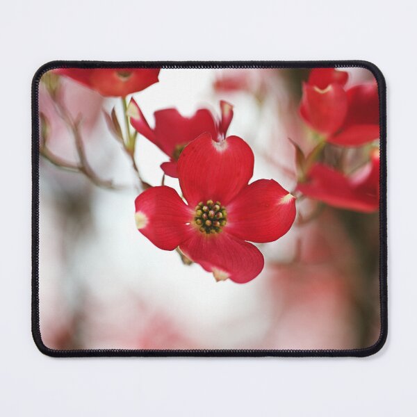 Item preview, Vibrant And Red Dogwood Blossoms designed and sold by Joy Watson - Natural Light Photography .