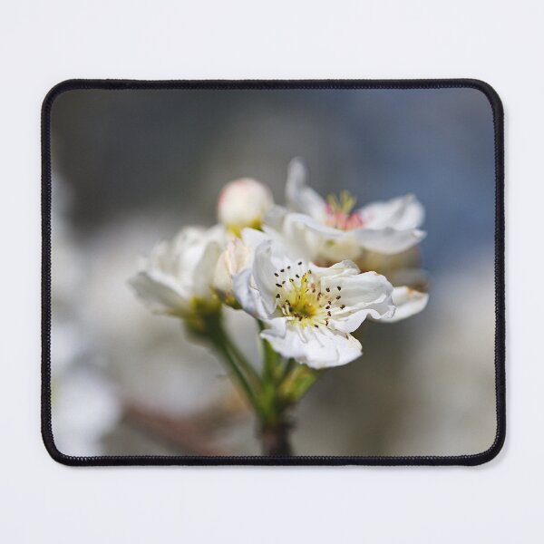 Item preview, Delicate White Blossoms in Beautiful Focus designed and sold by Joy Watson - Natural Light Photography .