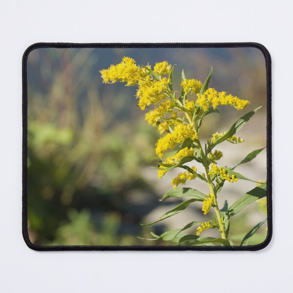 Item preview, Canada Goldenrod at Silver Lake designed and sold by anashiking.