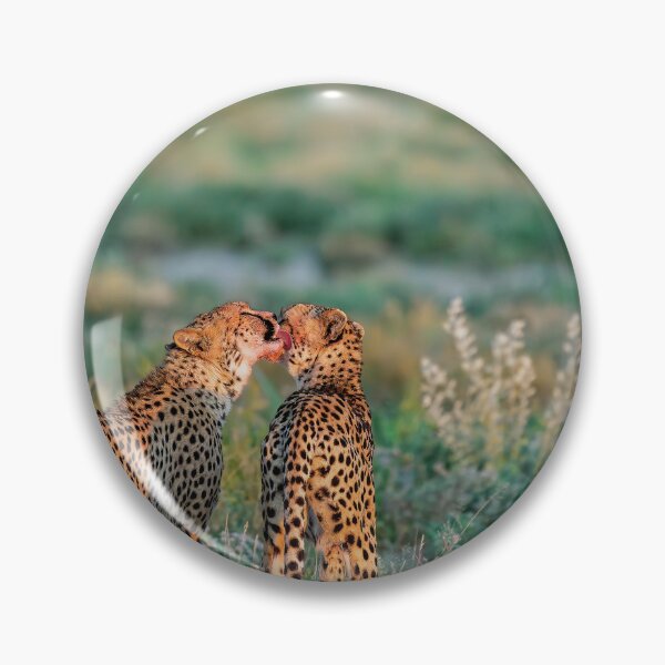 Item preview, Consolation — Cheetah Brothers of Etosha, Namibia (2023) designed and sold by DavideAntoniani.