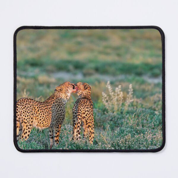 Item preview, Consolation — Cheetah Brothers of Etosha, Namibia (2023) designed and sold by DavideAntoniani.