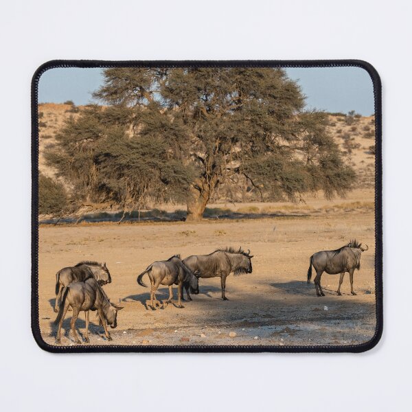 Item preview, Under the Acacia — Blue Wildebeest at the Waterhole, Etosha, Namibia (2023) designed and sold by DavideAntoniani.