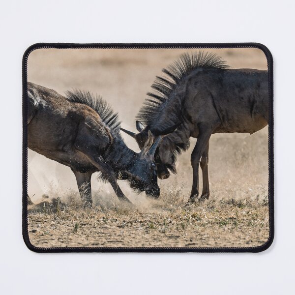 Item preview, Dust and Horns — Blue Wildebeest Sparring, Etosha, Namibia (2023) designed and sold by DavideAntoniani.