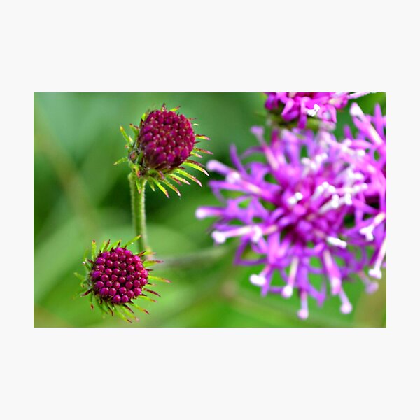Western Ironweed Buds Photographic Print