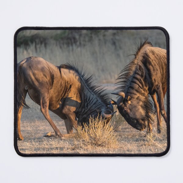 Item preview, Evening Clash — Blue Wildebeest Sparring in Golden Light, Etosha, Namibia (2023) designed and sold by DavideAntoniani.