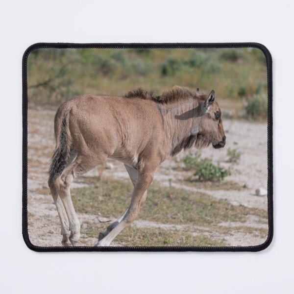 Item preview, First Steps of the Plains — Young Blue Wildebeest Calf, Etosha National Park, Namibia (2023) designed and sold by DavideAntoniani.