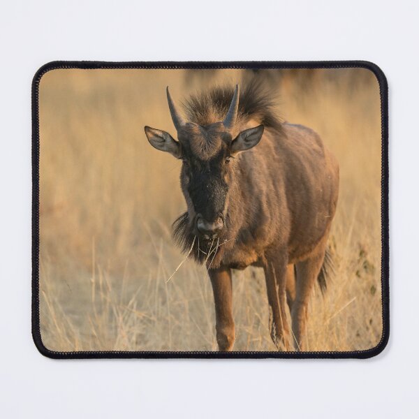 Item preview, Golden Dawn Gaze — Young Blue Wildebeest in Morning Light, Etosha National Park, Namibia (2023) designed and sold by DavideAntoniani.