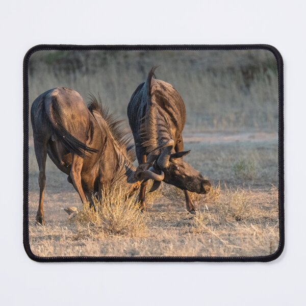 Item preview, Lock of Horns — Blue Wildebeest Sparring at Dusk, Etosha, Namibia (2023) designed and sold by DavideAntoniani.