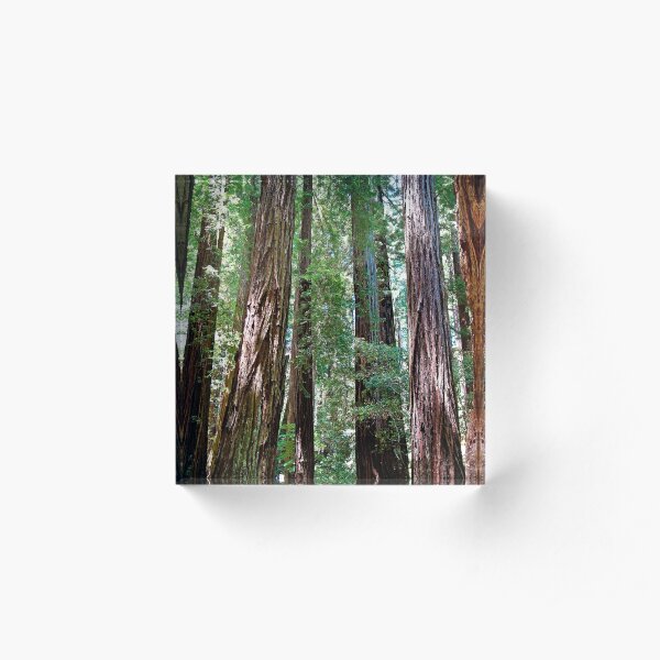 Muir Woods Study 15 Acrylic Block
