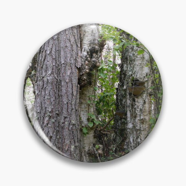 Item preview, Trees. Kuusamo, Ristikallio designed and sold by Jouko Lehto Photography.
