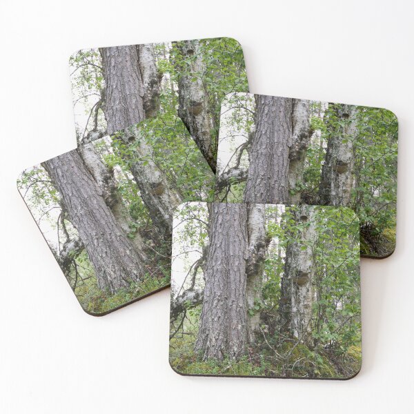 Item preview, Trees. Kuusamo, Ristikallio designed and sold by Jouko Lehto Photography.