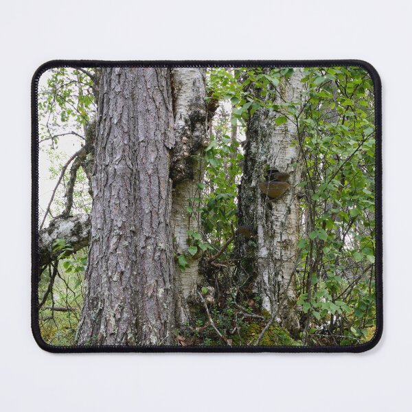 Item preview, Trees. Kuusamo, Ristikallio designed and sold by Jouko Lehto Photography.