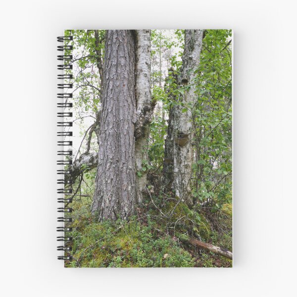 Item preview, Trees. Kuusamo, Ristikallio designed and sold by Jouko Lehto Photography.