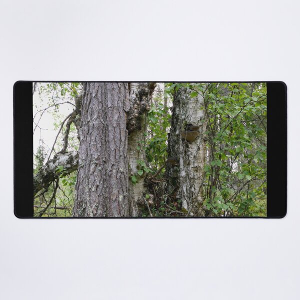 Item preview, Trees. Kuusamo, Ristikallio designed and sold by Jouko Lehto Photography.