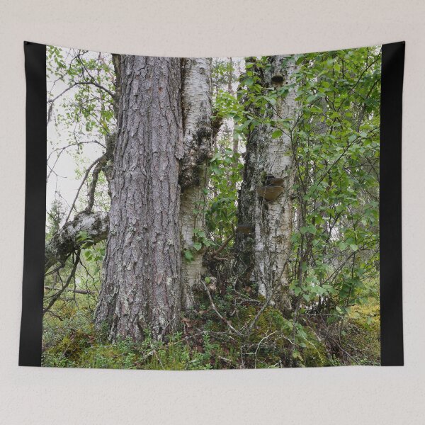 Item preview, Trees. Kuusamo, Ristikallio designed and sold by Jouko Lehto Photography.