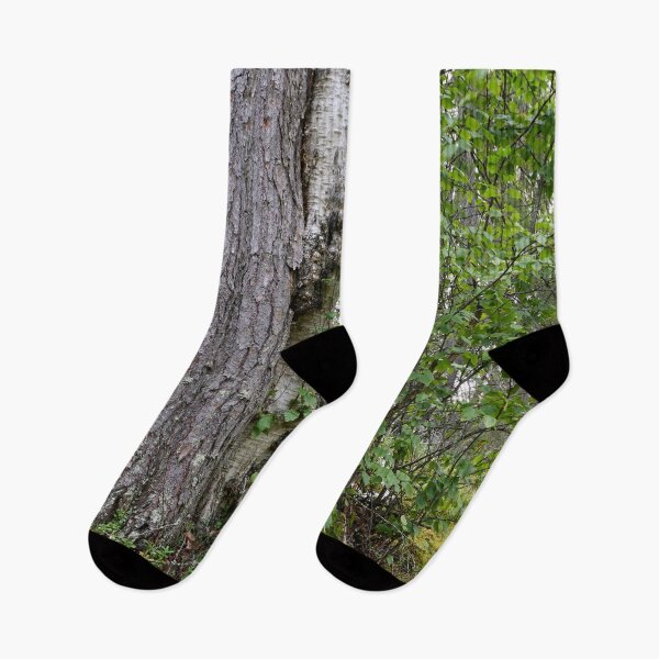 Item preview, Trees. Kuusamo, Ristikallio designed and sold by Jouko Lehto Photography.