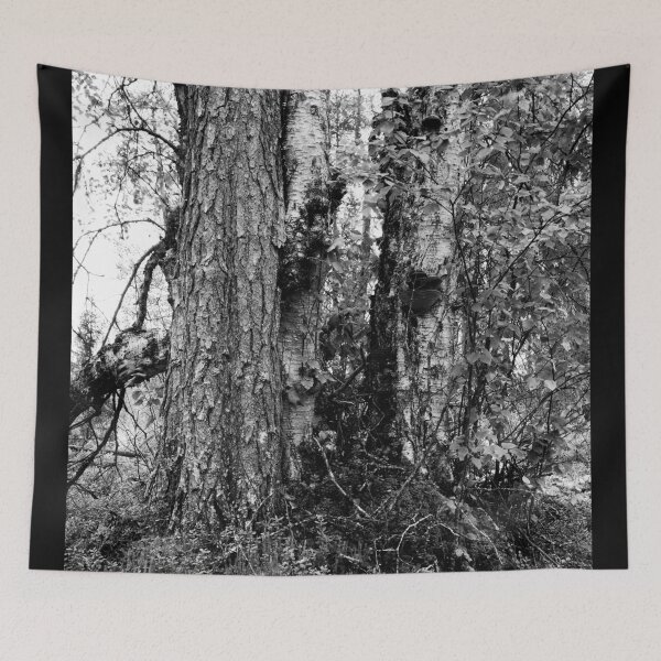 Item preview, Trees. Kuusamo, Ristikallio bw designed and sold by Jouko Lehto Photography.