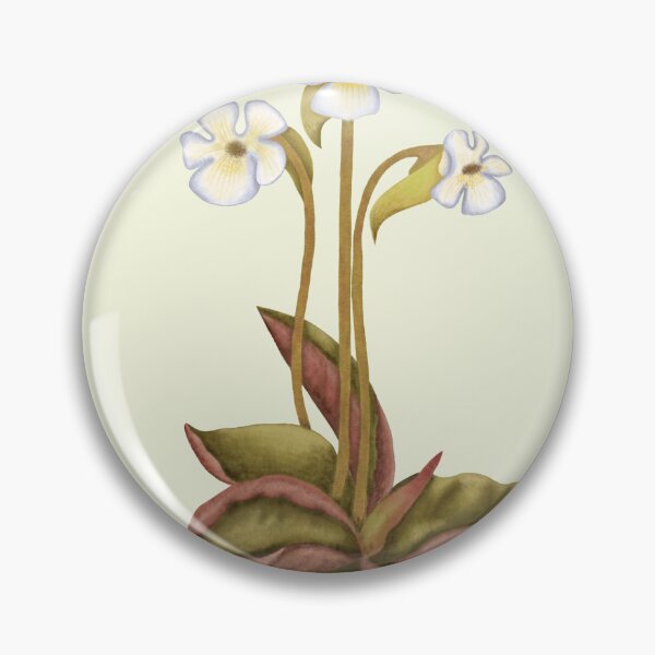 Item preview, Pinguicula Carnivorous Plant Print - Butterwort Botanical Art designed and sold by Fiurdelin.
