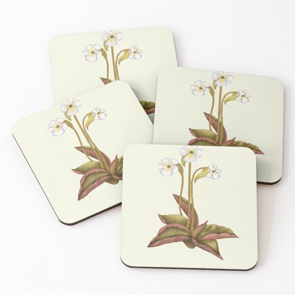 Item preview, Pinguicula Carnivorous Plant Print - Butterwort Botanical Art designed and sold by Fiurdelin.