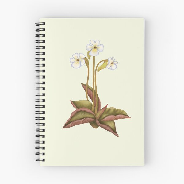 Item preview, Pinguicula Carnivorous Plant Print - Butterwort Botanical Art designed and sold by Fiurdelin.