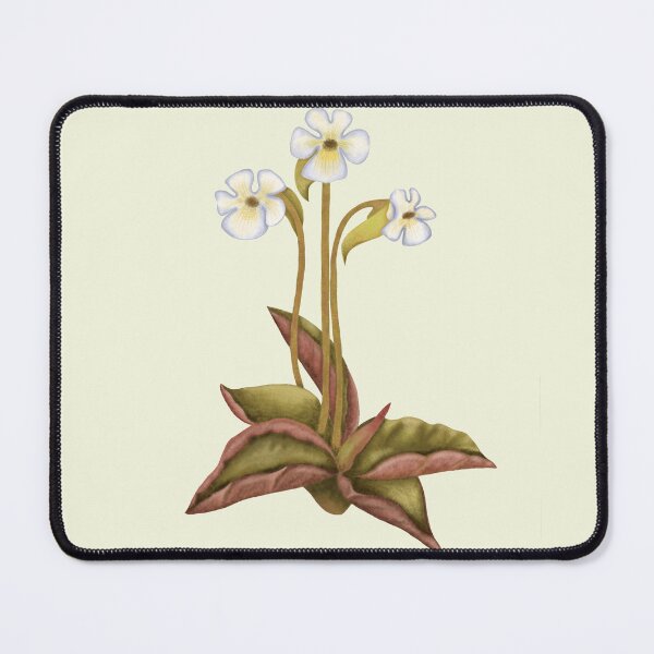Item preview, Pinguicula Carnivorous Plant Print - Butterwort Botanical Art designed and sold by Fiurdelin.