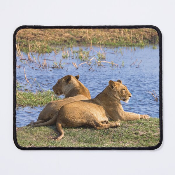 Item preview, Mother and Daughter Lionesses designed and sold by Kay Brewer.