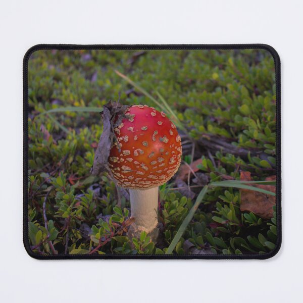 Item preview, Little Mushroom in a Big World designed and sold by mahnkephotos.
