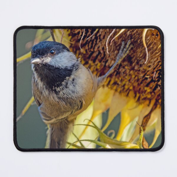Item preview, Black-Capped Chickadee clinging to sunflower designed and sold by lisavonbiela.
