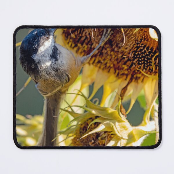 Item preview, Black-Capped Chickadee feeding on sunflower designed and sold by lisavonbiela.