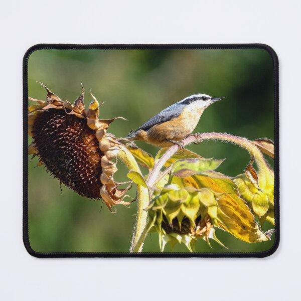 Item preview, Red-Breasted Nuthatch looking into the late afternoon sun designed and sold by lisavonbiela.