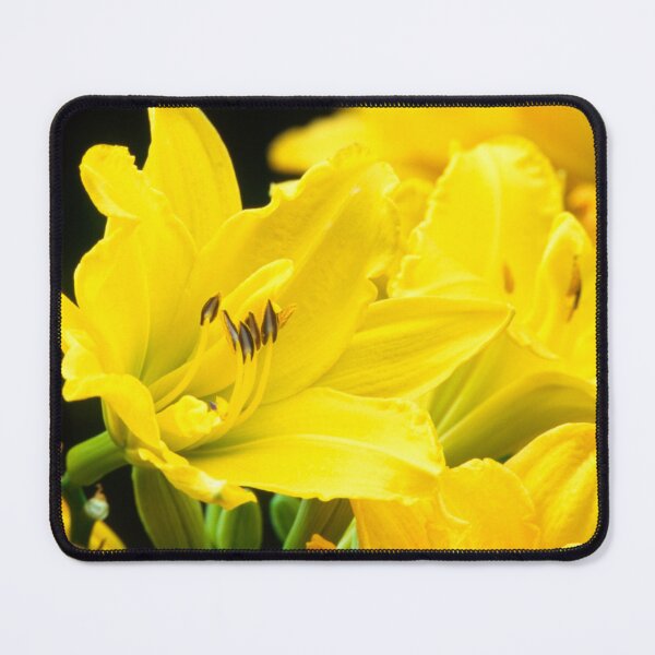 Item preview, Vibrant Yellow Lilies in Bloom designed and sold by jklune.