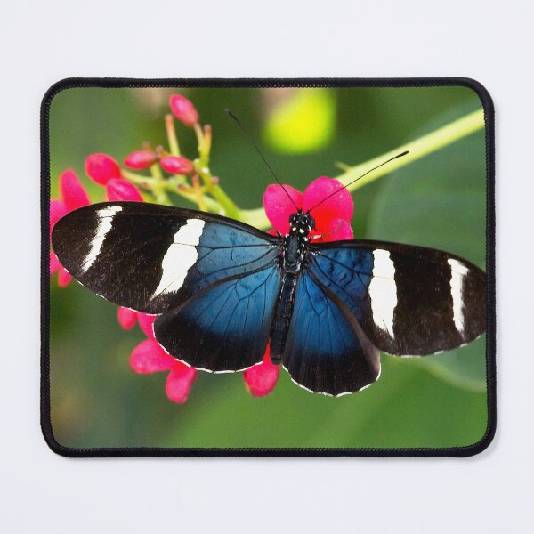 Item preview, Sara Longwing Butterfly on Red Flowers designed and sold by Peter Milota Studio.