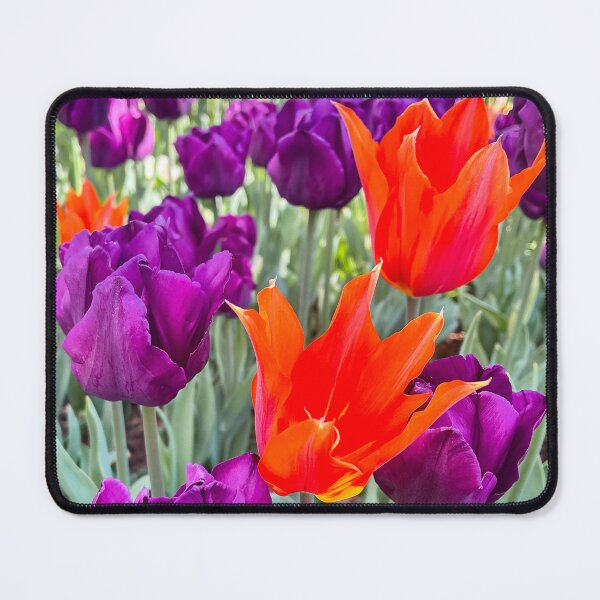Item preview, Vibrant Orange Tulip Standing Out Among Purple Flowers in a Spring Garden designed and sold by Be Captured by Brittany Emma.
